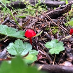 Hygrocybe sp. ‘red’ (A Waxcap) at Wallaroo, NSW - 19 Aug 2020 by JasonC