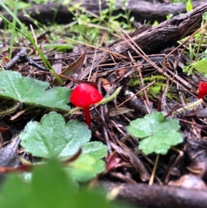 Hygrocybe sp. ‘red’ at Ginninderry Conservation Corridor - 19 Aug 2020