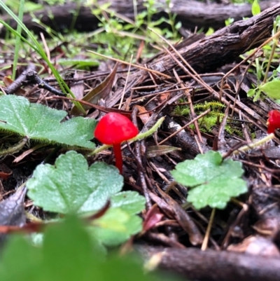 Hygrocybe sp. ‘red’ (A Waxcap) at Wallaroo, NSW - 19 Aug 2020 by JasonC