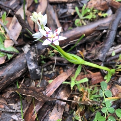 Wurmbea dioica subsp. dioica (Early Nancy) at Wallaroo, NSW - 19 Aug 2020 by JasonC