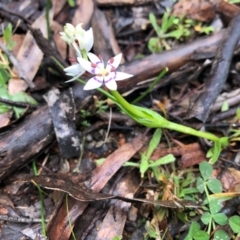 Wurmbea dioica subsp. dioica (Early Nancy) at Ginninderra Falls - 19 Aug 2020 by JasonC