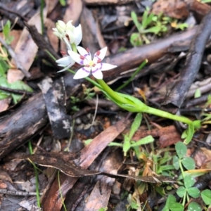 Wurmbea dioica subsp. dioica at Ginninderry Conservation Corridor - 19 Aug 2020