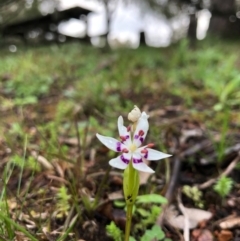 Wurmbea dioica subsp. dioica (Early Nancy) at Wallaroo, NSW - 19 Aug 2020 by JasonC