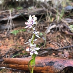 Wurmbea dioica subsp. dioica (Early Nancy) at Wallaroo, NSW - 19 Aug 2020 by JasonC