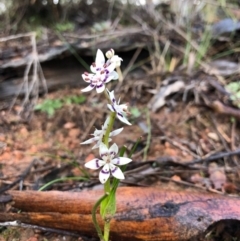 Wurmbea dioica subsp. dioica (Early Nancy) at Ginninderra Falls - 19 Aug 2020 by JasonC