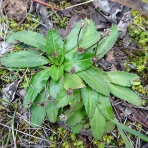 Solenogyne dominii at Carwoola, NSW - 16 Aug 2020