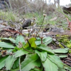 Solenogyne dominii at Carwoola, NSW - 16 Aug 2020