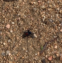 Missulena occatoria (Red-headed Mouse Spider) at Springdale Heights, NSW - 19 May 2020 by PaulF