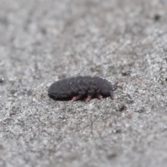 Hypogastrura sp. (genus) (A Springtail) at ANBG - 18 Aug 2020 by TimL