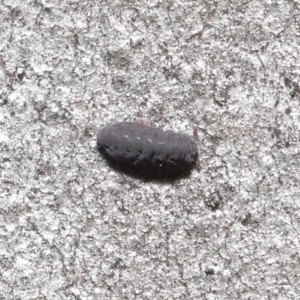 Hypogastrura sp. (genus) at Acton, ACT - 18 Aug 2020 11:08 AM