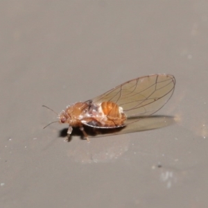 Psyllidae sp. (family) at Acton, ACT - 18 Aug 2020 12:45 PM