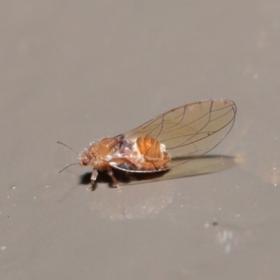Psyllidae sp. (family) (Unidentified psyllid or lerp insect) at ANBG - 18 Aug 2020 by TimL