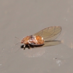 Psyllidae sp. (family) (Unidentified psyllid or lerp insect) at Acton, ACT - 18 Aug 2020 by TimL