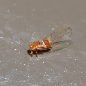 Psyllidae sp. (family) at Acton, ACT - 18 Aug 2020