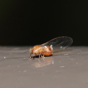 Psyllidae sp. (family) at Acton, ACT - 18 Aug 2020