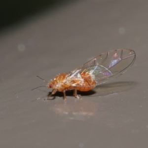 Psyllidae sp. (family) at Acton, ACT - 18 Aug 2020 12:45 PM