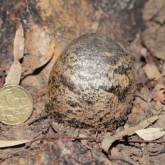 Pisolithus marmoratus (Horse Dung Fungus) at Acton, ACT - 4 Aug 2020 by Tim L