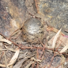 Pisolithus marmoratus at Acton, ACT - 4 Aug 2020