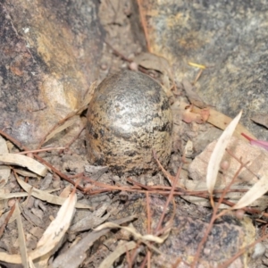 Pisolithus marmoratus at Acton, ACT - 4 Aug 2020