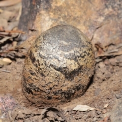 Pisolithus marmoratus at Acton, ACT - 4 Aug 2020