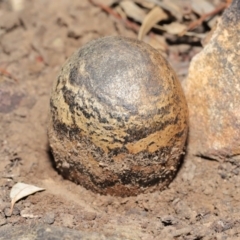 Pisolithus marmoratus at Acton, ACT - 4 Aug 2020