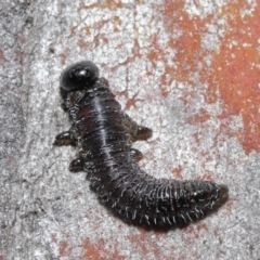 Perga sp. (genus) (Sawfly or Spitfire) at ANBG - 4 Aug 2020 by TimL