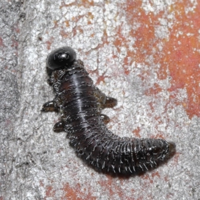 Perga sp. (genus) (Sawfly or Spitfire) at Acton, ACT - 4 Aug 2020 by TimL