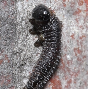 Perga sp. (genus) at Acton, ACT - 4 Aug 2020