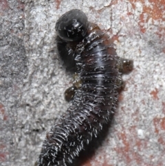 Perga sp. (genus) at Acton, ACT - 4 Aug 2020