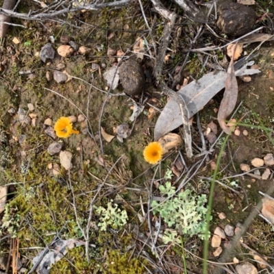 Lichenomphalia chromacea (Yellow Navel) at Sutton, NSW - 20 Aug 2020 by Gidgea