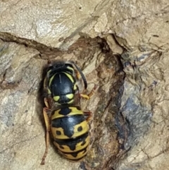 Vespula germanica (European wasp) at Greenleigh, NSW - 20 Aug 2020 by LyndalT