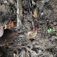 Cormocephalus aurantiipes (Orange-legged Centipede) at Greenleigh, NSW - 18 Aug 2020 by LyndalT