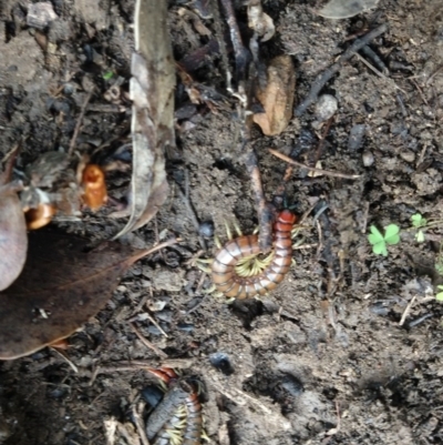 Cormocephalus aurantiipes (Orange-legged Centipede) at QPRC LGA - 18 Aug 2020 by LyndalT