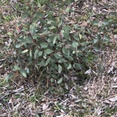 Eucalyptus blakelyi at Watson, ACT - 18 Aug 2020