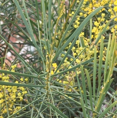 Acacia boormanii (Snowy River Wattle) at Mount Majura - 20 Aug 2020 by JaneR