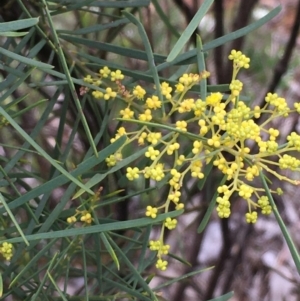 Acacia boormanii at Watson, ACT - 20 Aug 2020 02:39 PM