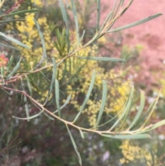 Acacia boormanii at Watson, ACT - 20 Aug 2020 02:39 PM