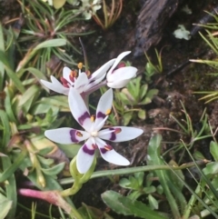 Wurmbea dioica subsp. dioica (Early Nancy) at Mount Majura - 20 Aug 2020 by JaneR