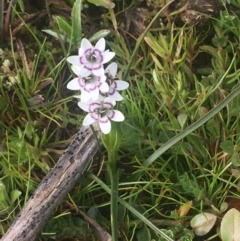 Wurmbea dioica subsp. dioica at Watson, ACT - 20 Aug 2020 02:56 PM