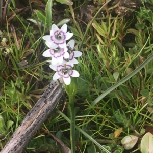 Wurmbea dioica subsp. dioica at Watson, ACT - 20 Aug 2020