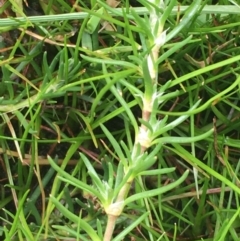 Spergularia rubra (Sandspurrey) at Mount Majura - 20 Aug 2020 by JaneR