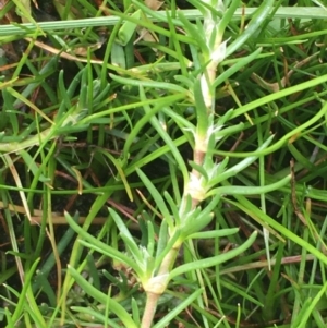 Spergularia rubra at Majura, ACT - 20 Aug 2020