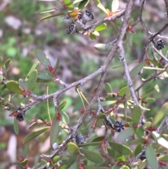 Leptospermum sp. (Tea Tree) at Watson, ACT - 20 Aug 2020 by JaneR