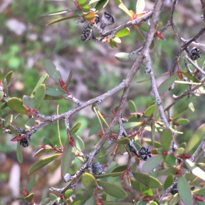 Leptospermum sp. (Tea Tree) at Mount Majura - 20 Aug 2020 by JaneR