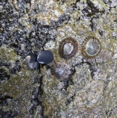 Cellana tramoscerica at Mimosa Rocks National Park - 26 Mar 2020 by Rose