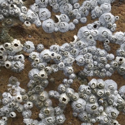 Unverified Marine Invertebrate at Wapengo, NSW - 26 Mar 2020 by Rose