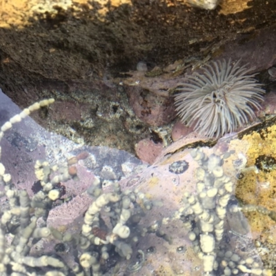 Sabellastarte australiensis (Feather duster worm) at Wapengo, NSW - 26 Mar 2020 by Rose