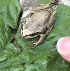 Litoria verreauxii verreauxii (Whistling Tree-frog) at Tanja, NSW - 2 Dec 2019 by Rose