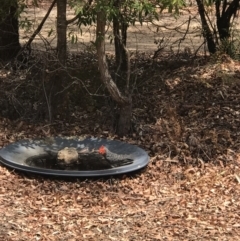 Callocephalon fimbriatum (Gang-gang Cockatoo) at Bournda Environment Education Centre - 18 Nov 2019 by Rose