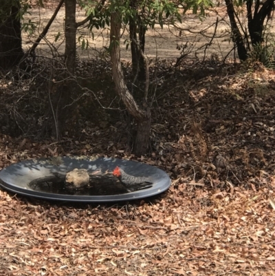 Callocephalon fimbriatum (Gang-gang Cockatoo) at Bournda Environment Education Centre - 18 Nov 2019 by Rose